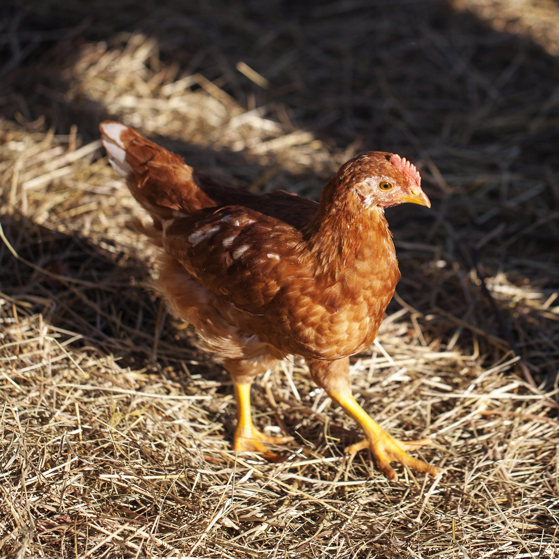 Image of a chicken